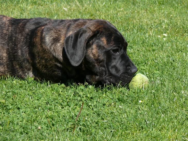 Cane corso Kiki - Haha nu har jeg bolden, men er os blevet træt billede 9
