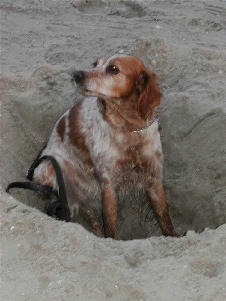 Breton ronja<3 - Ronja der sidder i et hul på Rømø.. billede 18