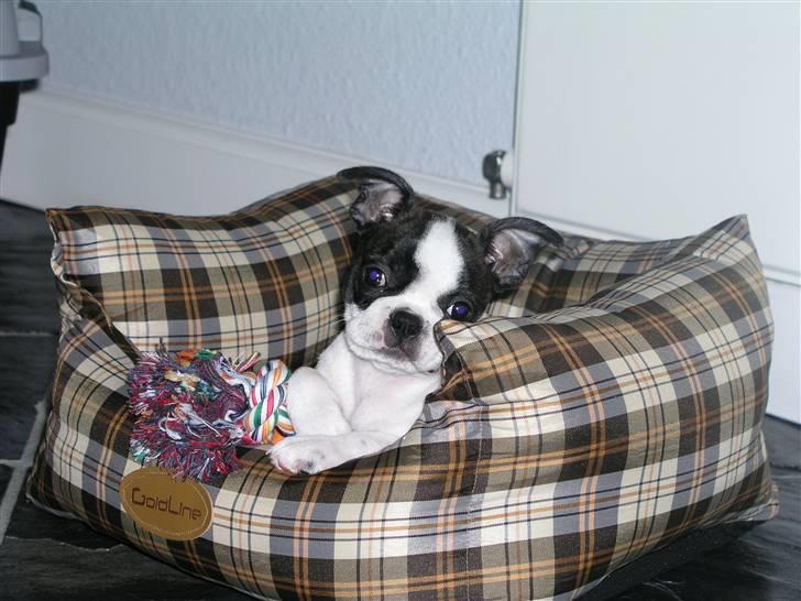 Boston terrier Bella - Bella i sin første hundeseng, som hun for længst er vokset ud af. billede 3