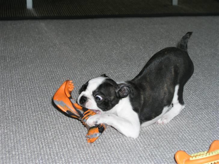 Boston terrier Bella - Så går den vilde jagt igennem stuerne, herligt syntes Bella. billede 4