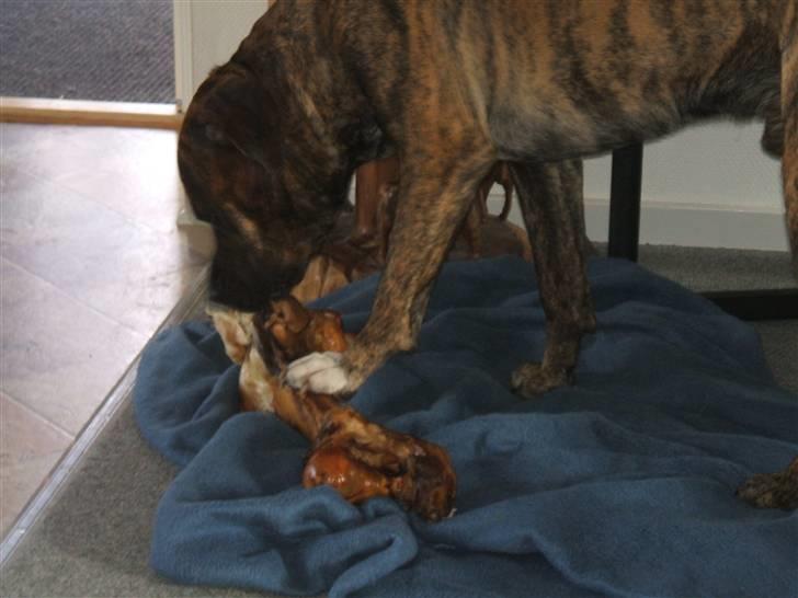 Amerikansk staffordshire terrier laban billede 14