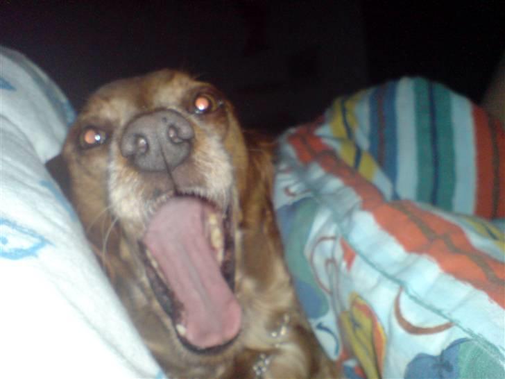 Breton ronja<3 - den trætte hund!! billede 19