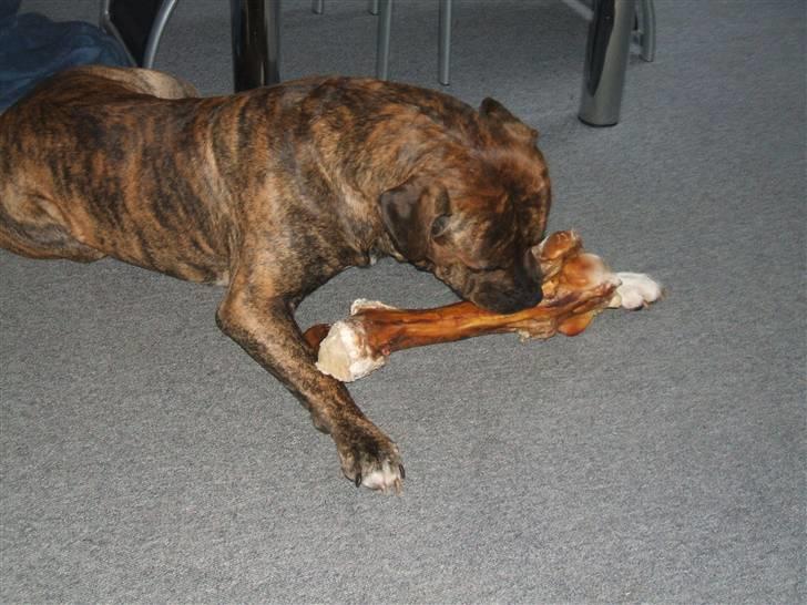 Amerikansk staffordshire terrier laban billede 15