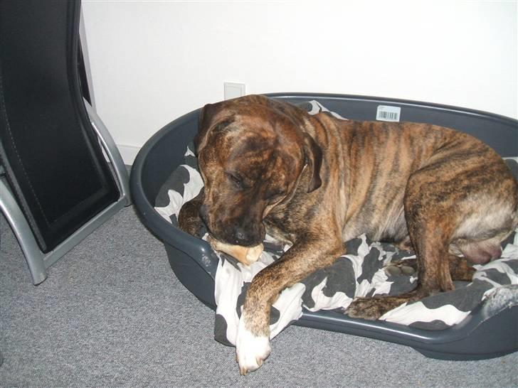 Amerikansk staffordshire terrier laban billede 16