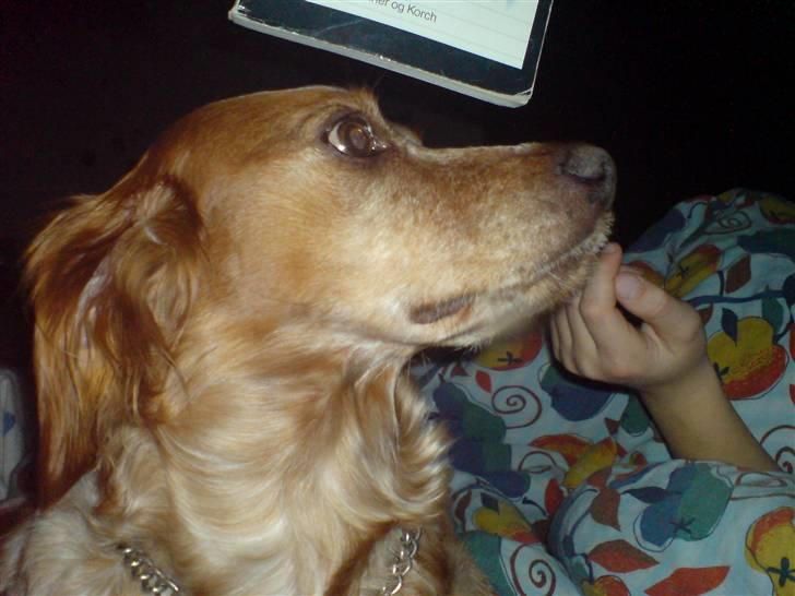 Breton ronja<3 - den nyder rigtig at blive snakket med! billede 20