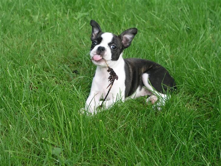 Boston terrier Bella - Uhm, så fik jeg snuppet et af husløgene i haven.  billede 5