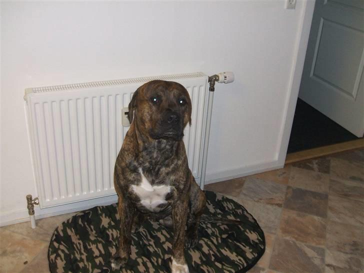 Amerikansk staffordshire terrier laban billede 17