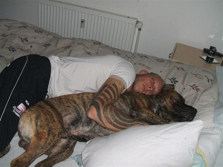 Amerikansk staffordshire terrier laban billede 18