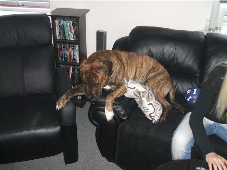 Amerikansk staffordshire terrier laban billede 19