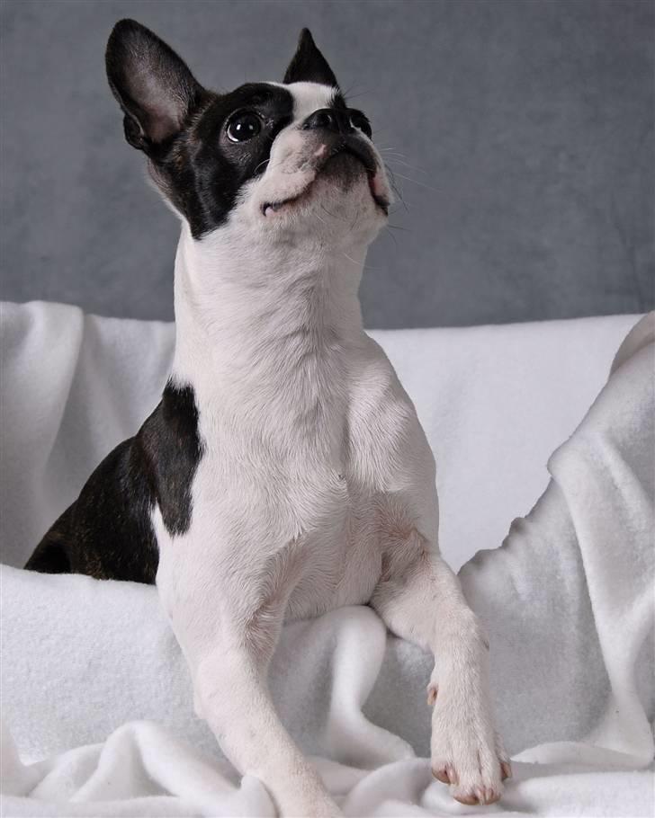 Boston terrier Bella - Nu er jeg ved at være lidt træt af at være til fotosession, hvad er det du har der? billede 6