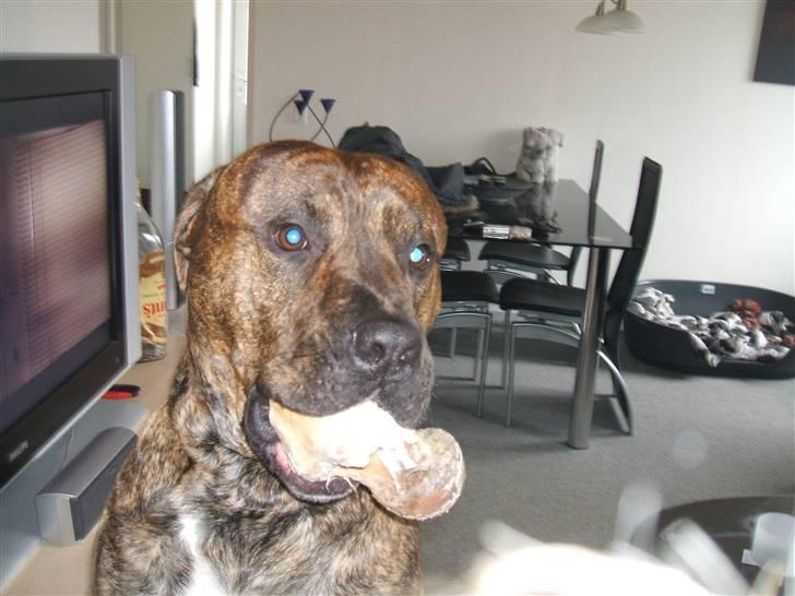 Amerikansk staffordshire terrier laban billede 20