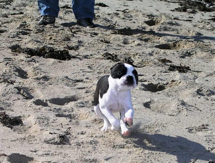 Boston terrier Bella - Her tager Bella en ordentlig spuuuurt på stranden - jubii!!!! billede 7