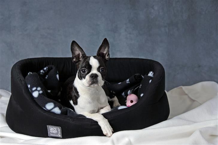 Boston terrier Bella - Se hvor fint jeg ligger - lige i et splitsekund!! billede 8