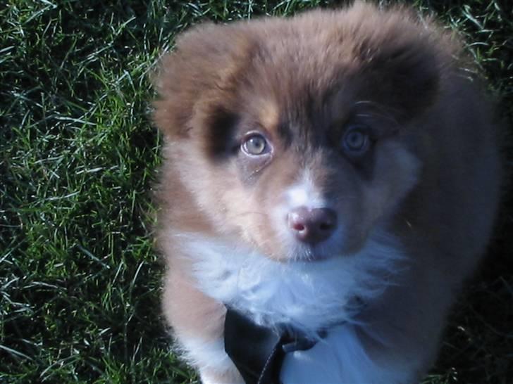 Australian shepherd Lucca - Lucca 9 uger gammel billede 6