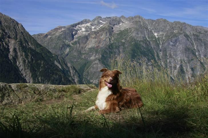 Australian shepherd Lucca - Lucca i Deux Alpes, Frankrig - med på skiferie.. billede 7