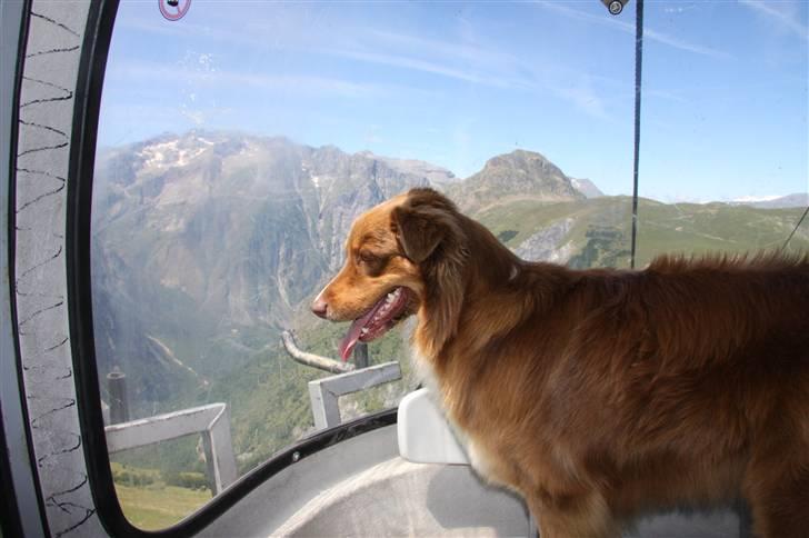 Australian shepherd Lucca - Lucca kigger ned fra liften i Deux Alpes.. billede 8