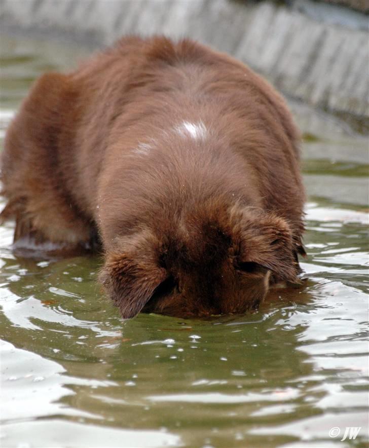 Australian shepherd Lucca - Hov hvor blev den godbid af... billede 9