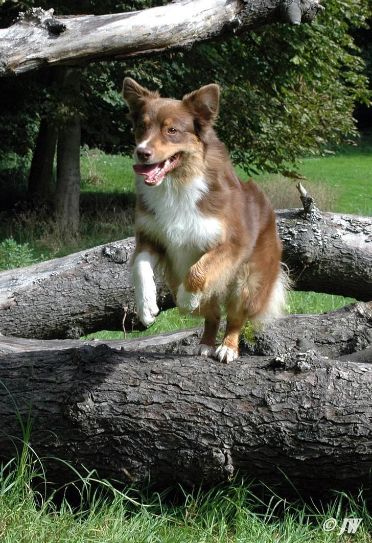 Australian shepherd Lucca billede 10