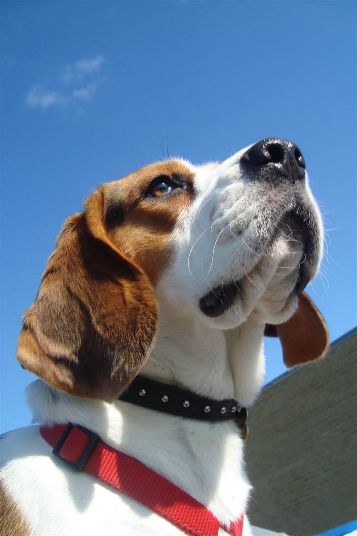 Beagle Zenta - Hej alle sammen velkommen og stem med hjerte (0: billede 1