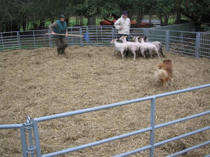 Australian shepherd Lucca - Lucca på får.. billede 11
