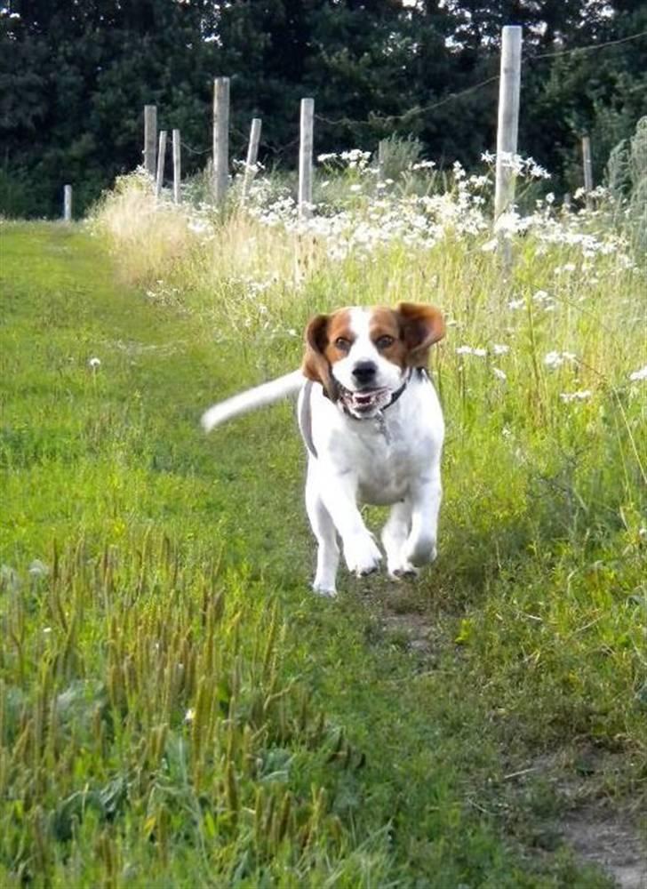 Beagle Zenta - Jaa! Jeg er med over på rideskolen ;D det er hyggeligt. billede 2