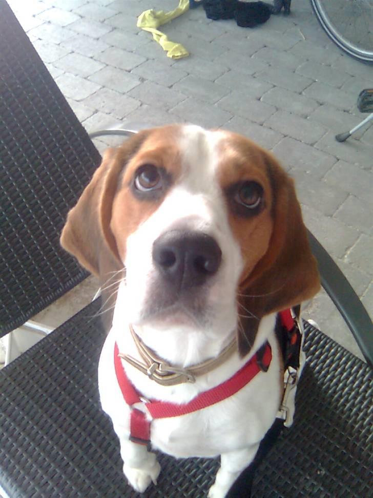 Beagle Zenta - Se lige mine øjne er de ikk søde ? billede 3