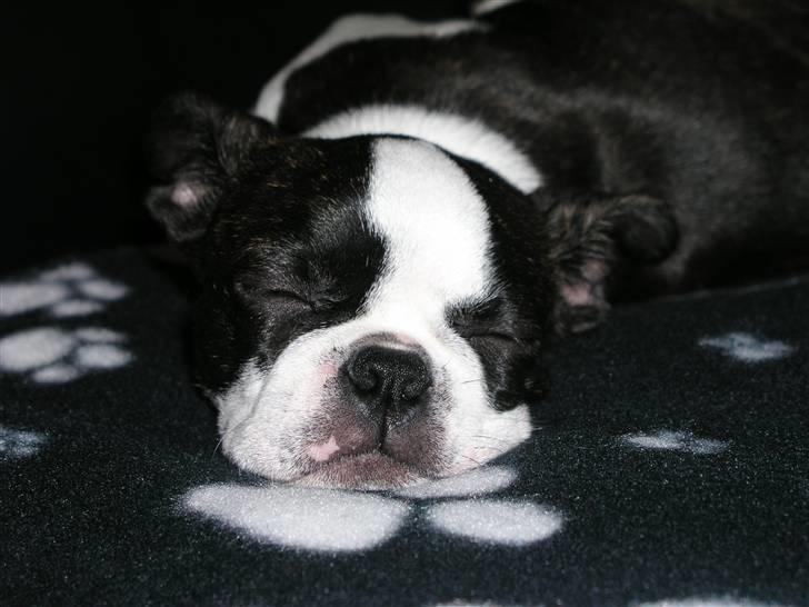 Boston terrier Bella - Bella er blevet træt og tager sig en velfortjent lur. billede 9