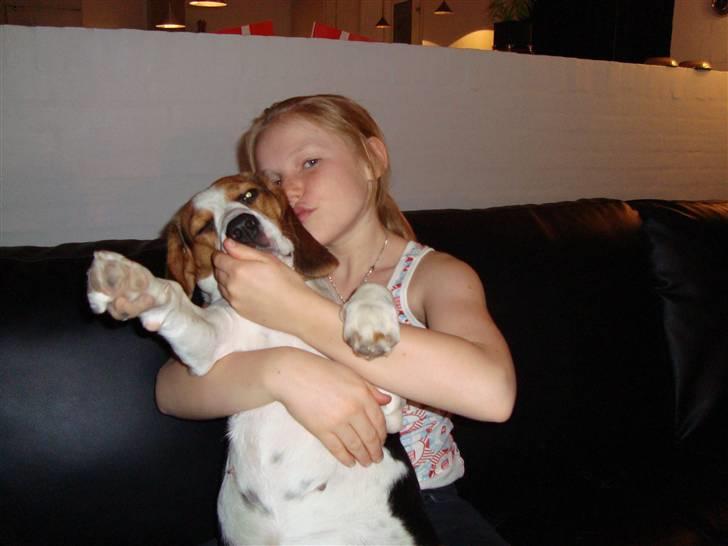 Beagle Zenta - Uuuu Ditte du er såå sød billede 4