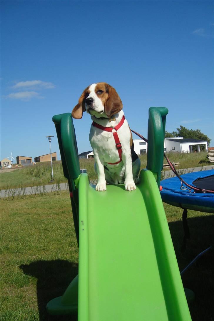 Beagle Zenta - Min udkigstpost :D hehe billede 5