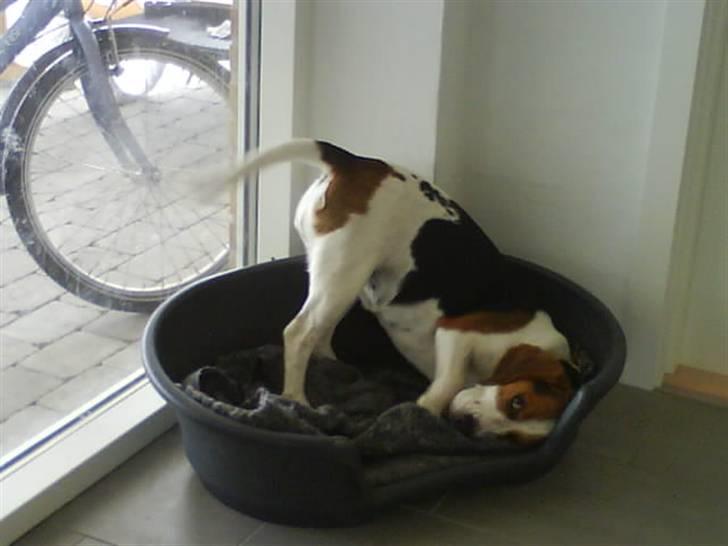 Beagle Zenta - Kan en hund stå på hoved? JA det kan jeg(0: billede 6