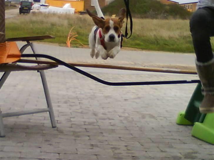 Beagle Zenta - Zenta i fuld fierspring billede 7