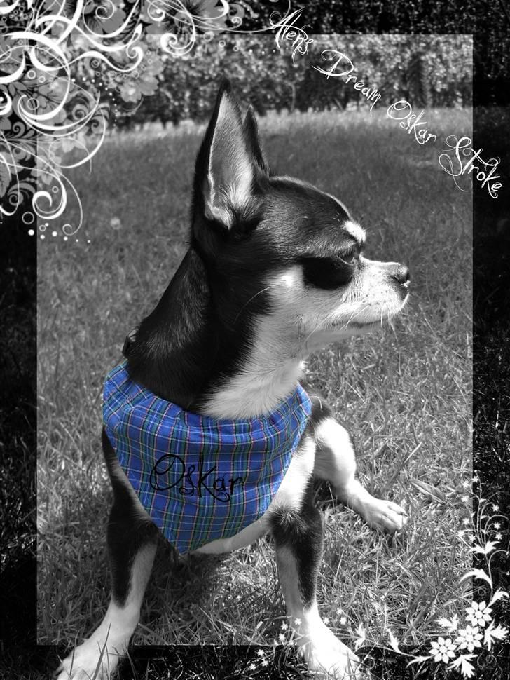 Chihuahua Alen's Dream Oskar Strok billede 1