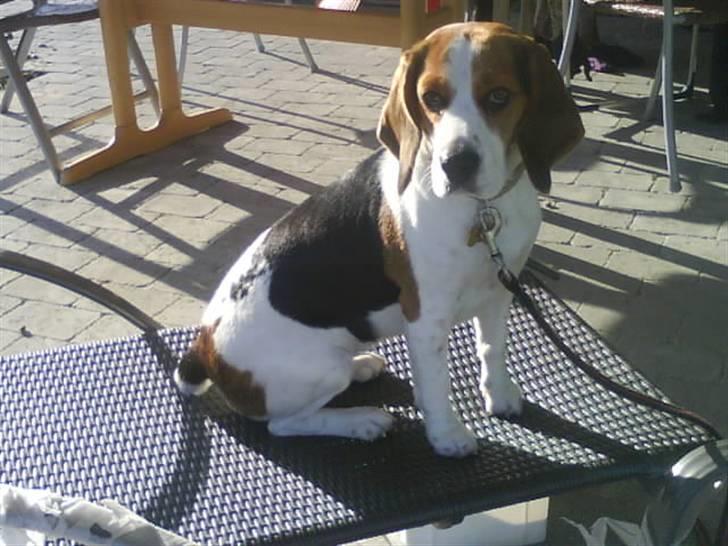 Beagle Zenta - menge siger jeg er smuk ,hvad syndes du? billede 8