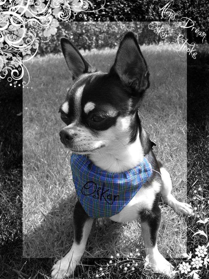 Chihuahua Alen's Dream Oskar Strok billede 2