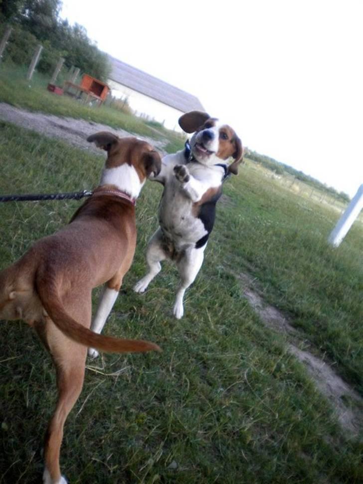 Beagle Zenta - Med over hos hestene igen ;) jeg leger med Trixi.. :D billede 9