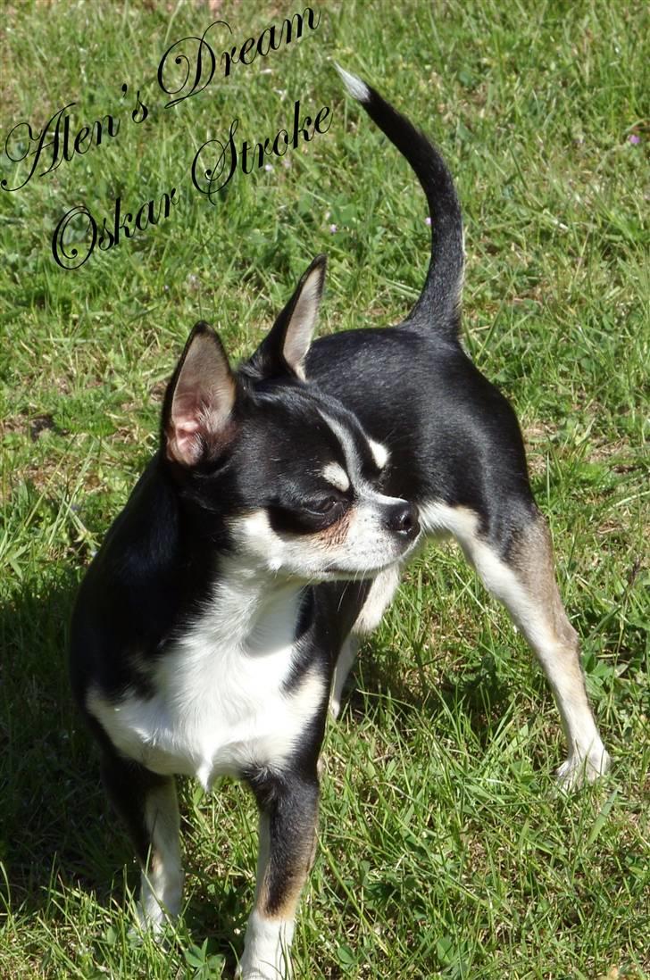 Chihuahua Alen's Dream Oskar Strok billede 3