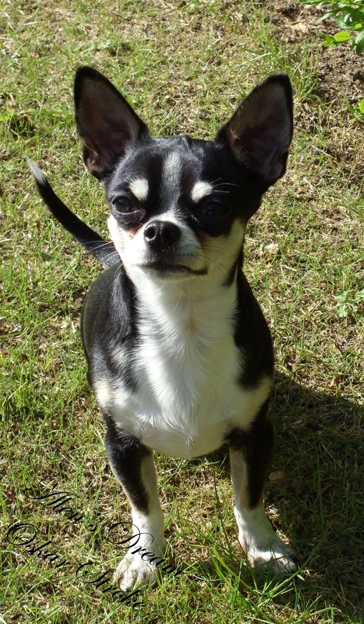 Chihuahua Alen's Dream Oskar Strok billede 4