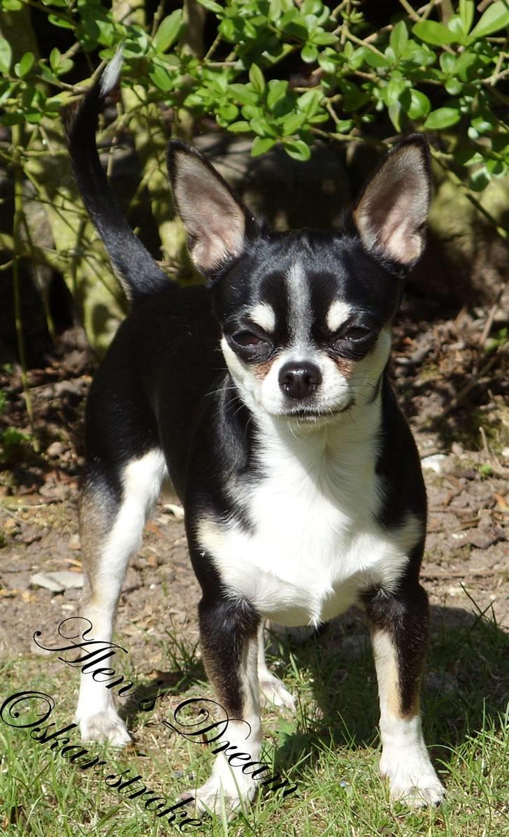 Chihuahua Alen's Dream Oskar Strok billede 5