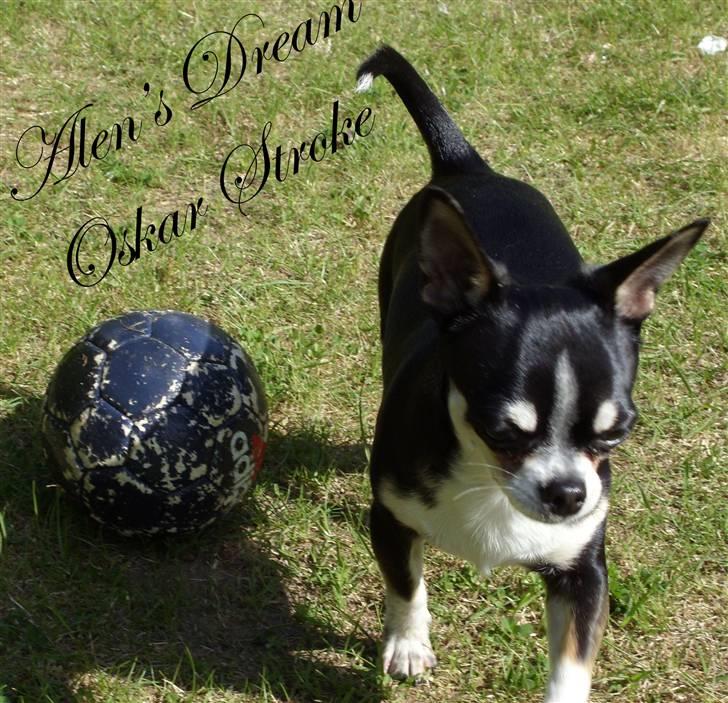 Chihuahua Alen's Dream Oskar Strok billede 6