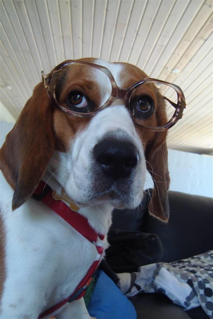 Beagle Zenta - Var det noget jeg skulle overveje at gå med briller ? ( nej tror jeg ikk de ville falde af ) billede 10