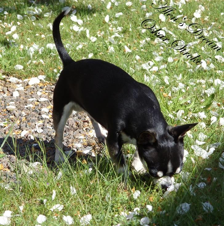 Chihuahua Alen's Dream Oskar Strok billede 7