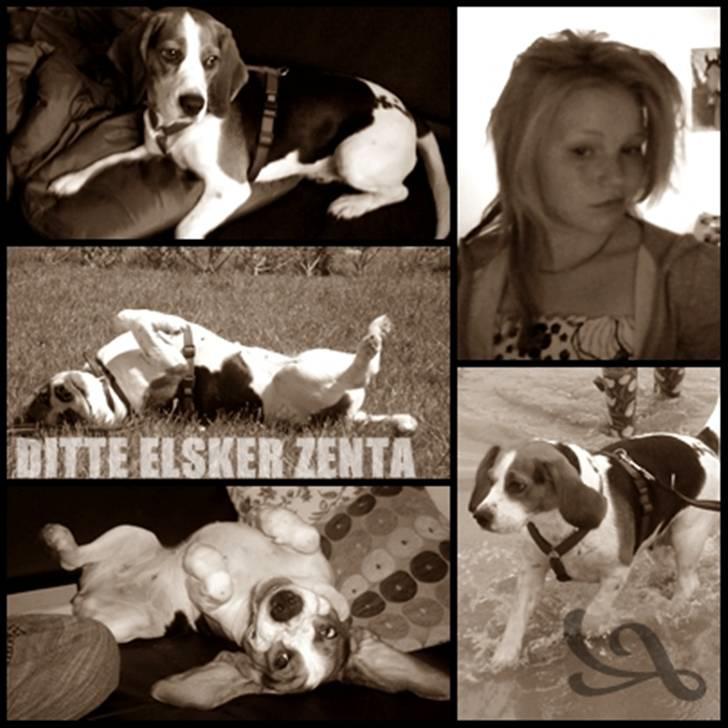 Beagle Zenta - smukke billede 11
