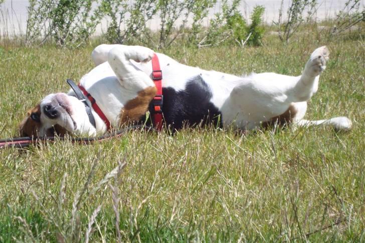 Beagle Zenta - det er såå dejligt :D billede 12