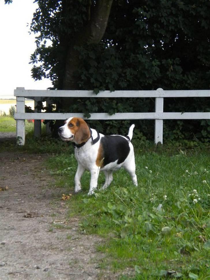 Beagle Zenta - Zenta med over hos Master ;) Hun er meget farlig? ;) billede 13