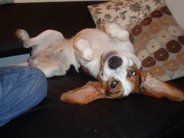 Beagle Zenta - Ha ha jeg hygger bare der hjemmer det er dejligt billede 14