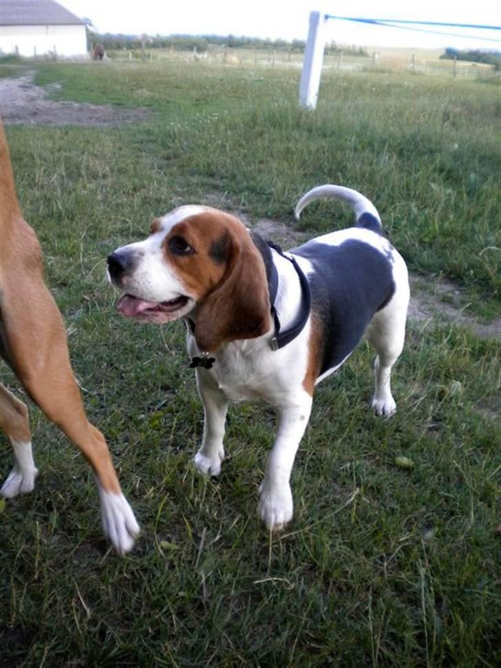 Beagle Zenta - Smukke Vapse!<3 billede 15