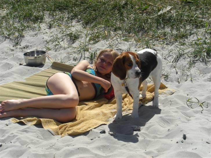 Beagle Zenta - Mig og zenta på stranden billede 16