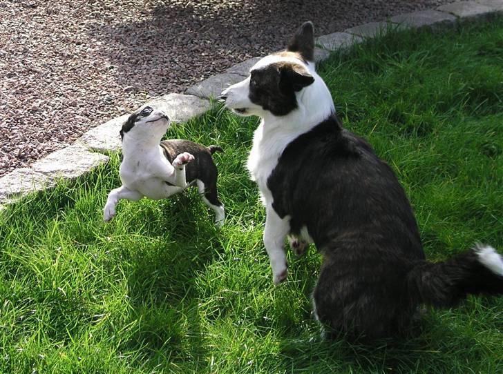 Boston terrier Bella - Her "bokser" Bella lidt med "Faster" Carla - eller er det ballet? billede 10
