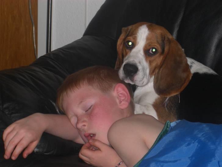 Beagle Zenta - Jakob er trat og zenta putter ved ham billede 17