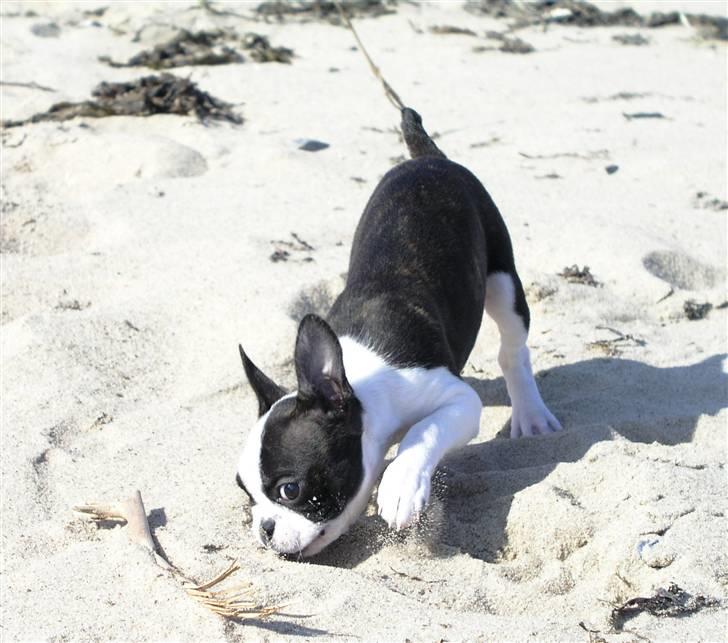 Boston terrier Bella - Tror lige jeg graver lidt her :-) billede 11